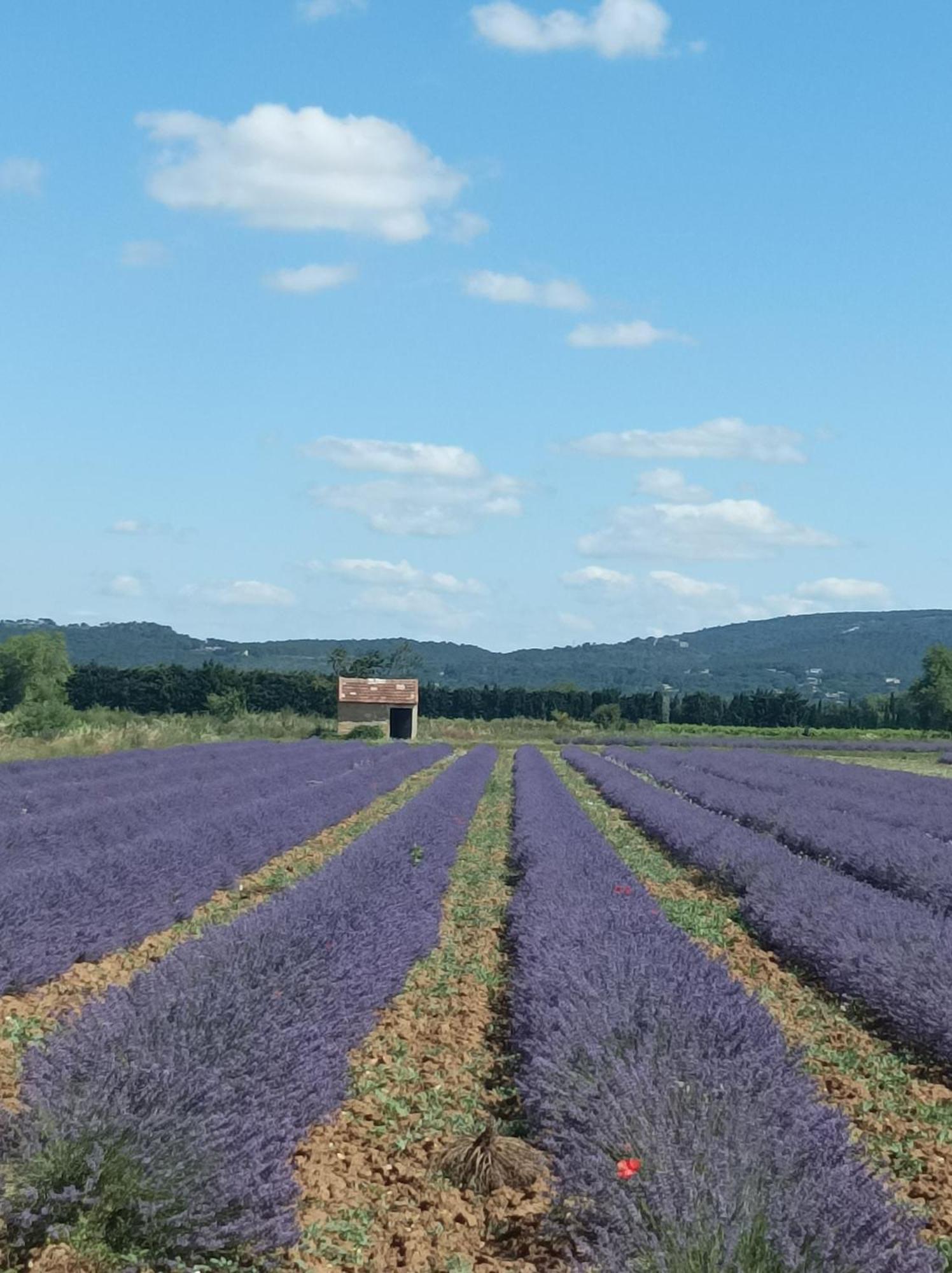 Chambre D'Hotes Les Garrigues Piolenc Esterno foto